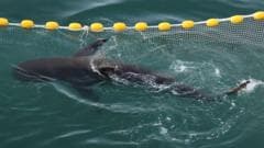 South Korea Captivated by Wayward Dusky Shark as Officials Weigh Return to Open Ocean