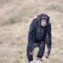 Ancient Viral Infection in Chimpanzee DNA Reveals Key Driver of Human Brain Evolution