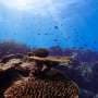 Australian Coral Reefs Facing Total Collapse Within Fifty Years, International Study Warns