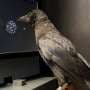 Avian Intellect Revealed: Crows Outpace Humans and Primates in Rapid Decision-Making