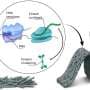 Breakthrough Cell-Free Material Uses Synthetic DNA to Build Its Own Molecular Motors and Initiate Movement