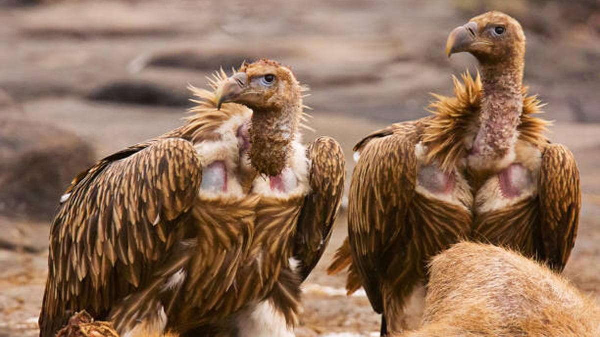 Stray Canine Population Poses Severe Survival Risk to Thar Desert Vultures, Scientific Study Reveals