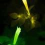Bioluminescent Plant Innovation Allows Real-Time Tracking of Immune Responses