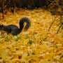 Autumnal Shifts Trigger Biological Changes in Animal and Human Reproductive Patterns