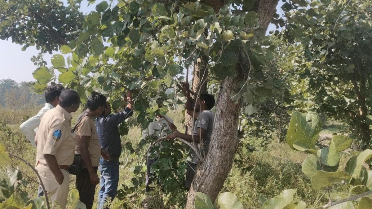 Adilabad Tribals Unlock Sustainable Economic Growth Through Innovative Forest Harvesting
