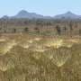 Overlooked Open Landscapes Hold Massive Carbon Reserves Ignored by Global Climate Finance