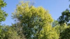 Genetic Mapping Initiative Launched to Rescue Endangered Native Black Poplars