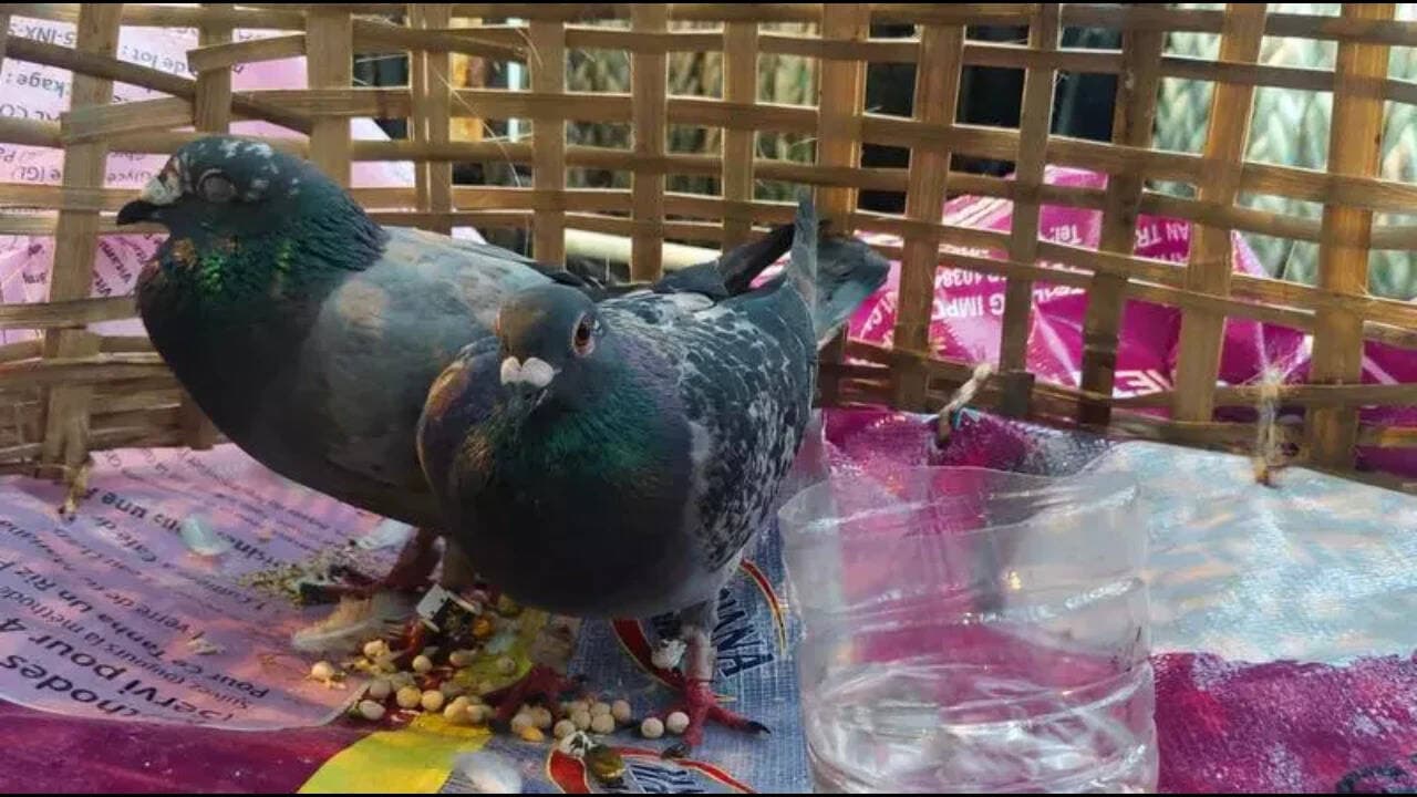 Suspicious Pigeon Bearing Coded Ring and Pakistani Currency Apprehended in Jammu