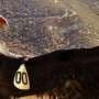 California Condor's Road from Extinction to Inform Global Biodiversity Treaty Priorities