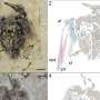 Ancient Chinese Fossils Reveal 121-Million-Year-Old Prehistoric Bird Flew Without Tail Feathers