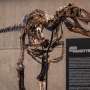 A dinosaur fossil that looks like a mini T. rex just sold for a giant $47 million