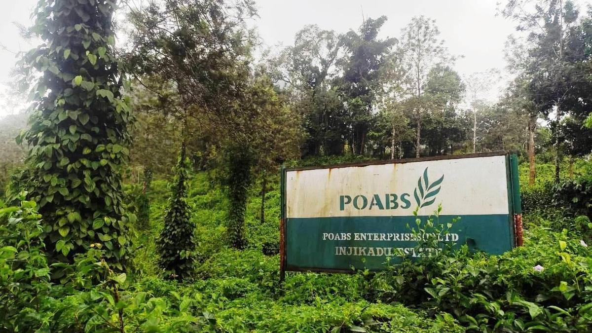 Abandoned Idukki Plantations Fuel Escalating Human-Wildlife Conflict Risks in Kerala