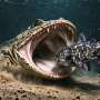 Ancient Armored Ocean Dweller Rewrites Amphibian History 237 Million Years Later