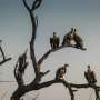 Global Vulture Populations Face Severe Threat From Emerging Avian Influenza Epidemics