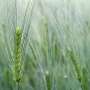 Hidden Threat: Fungicide-Resistant Net Blotch Spreads Via Barley Seeds, Researchers Warn