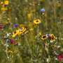 Municipalities Across Europe Position Biodiversity as a Core Urban Strategy