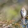 Universal Acoustic Code: McGill Study Reveals Shared Vocal Patterns Between Humans and Birds