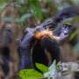 Bonobo females hunt more than males, decade-long study reveals