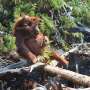 Severe Borneo Wildfires Threaten Endangered Orangutan Populations Amid Intense El Niño Drought