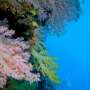 Bottom trawlers do huge damage to life on undersea mountains. Could an end finally be in sight?