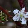 South Africa Closes In on Natural Biocontrol to Curb Invasive Bramble Infestations