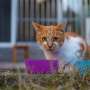 Feline Vegan Diets Under Scrutiny: Professor Andrew Knight Addresses Carnivore Concerns
