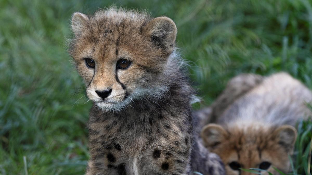Cheetah cub dies during treatment in first suspected case of shooting in Madhya Pradesh