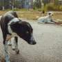 Chornobyl Canine DNA Reveals Evolutionary Secrets of Directional Selection