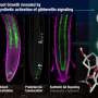 Precision Plant Biology Breakthrough: Researchers Map Gibberellin's Role in Root Development