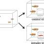 Cooperation in fish: Study reveals a social complexity seen mainly in birds, mammals