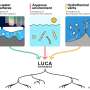 Unlocking Origins of Life: How Modern Ecological Roles May Mirror Primordial Environments