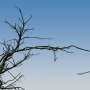 Breathe of the Forest: Laser Scans Reveal Dead Branches Constantly Shift with Humidity