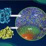 Breakthrough Imaging Unveils Human Ribosome Assembly Inside Living Cells for the First Time