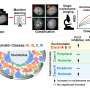 Cellular Discovery Reveals How Distinct Transcription Systems Control Chromatin Dynamics