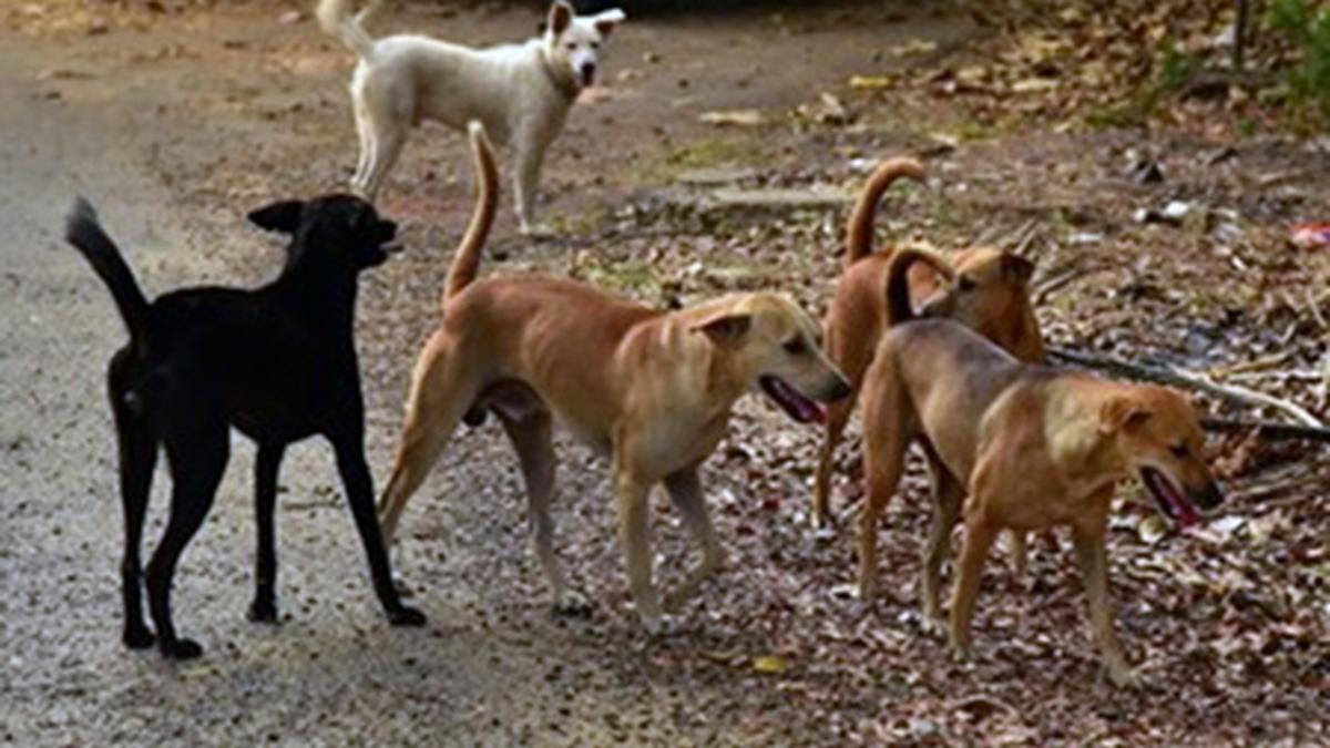 IIT Hyderabad Faces Backlash Amid Allegations of Punitive Measures Over Stray Dog Feeding Following Animal Deaths
