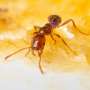 Unlocking Nature's Secret: How the Dual Properties of Human Earwax Could Inspire Next-Generation Insect Repellents