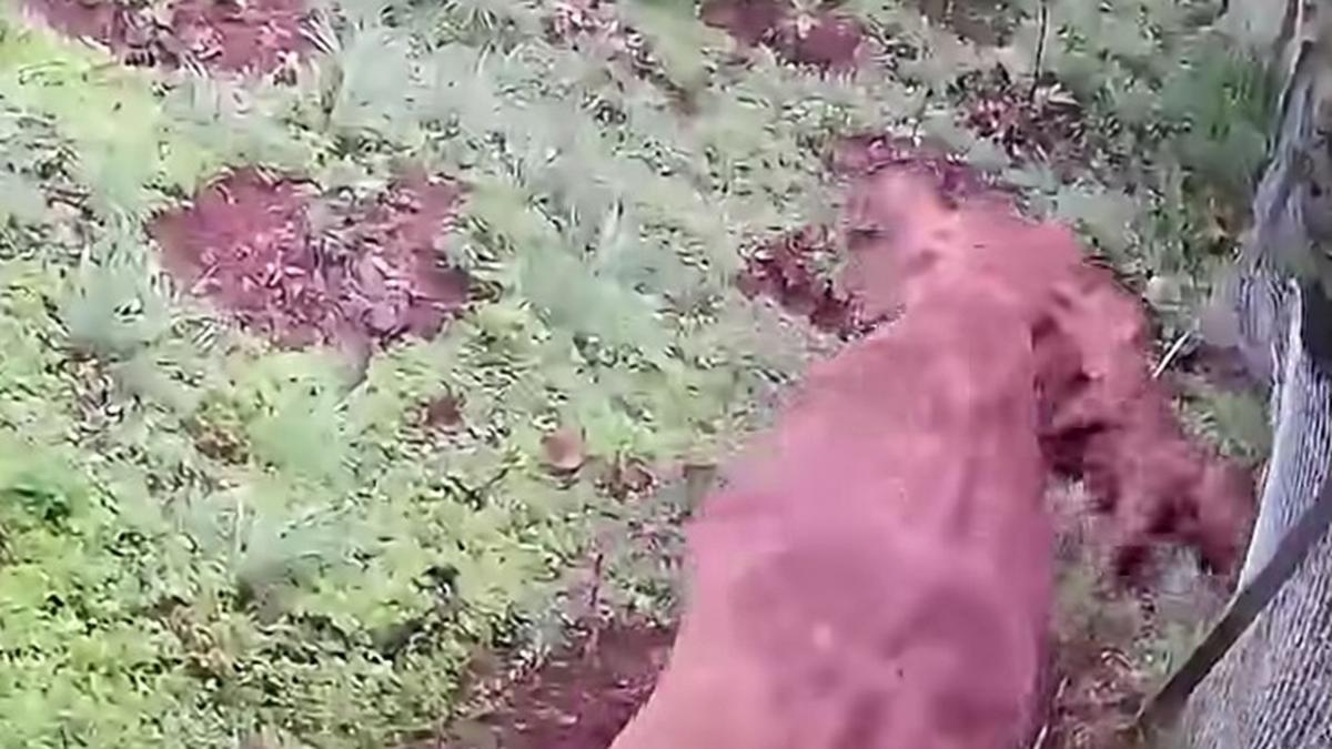 Tragedy in Wayanad: Elephant Calf Perishes After Fall Despite Desperate Herd Rescue Attempt