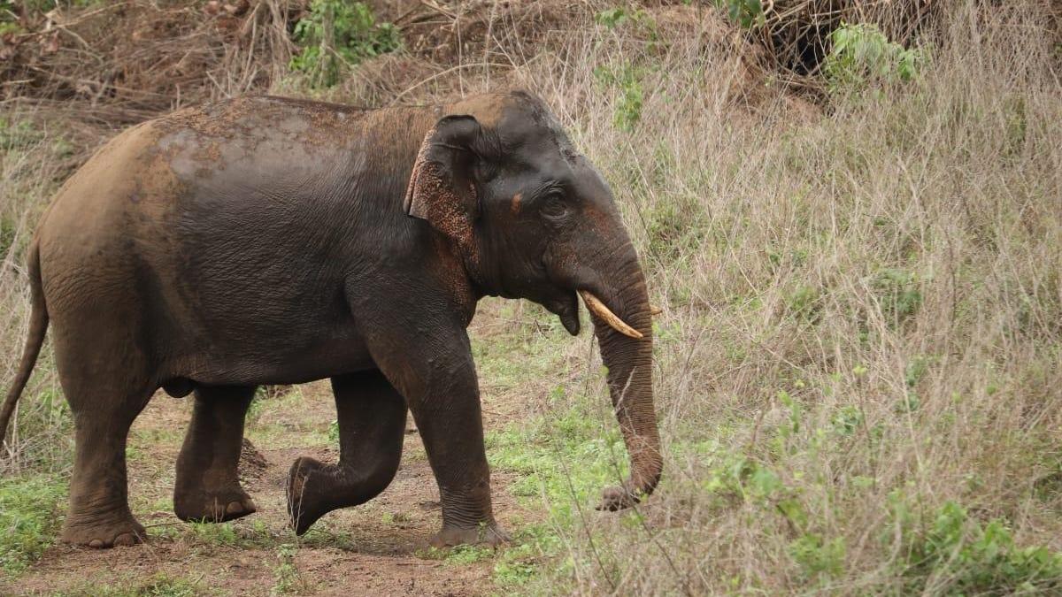 Elephant herds terrorise rubber estate workers, ravage crops in Keralam’s Palappilly