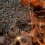 Conservationists Urge Public to Adopt 'Lazy' Autumn Gardening to Safeguard Overwintering Wildlife