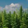 Kentucky Hemp Cultivation Yields Unexpected Ecological and Water Quality Benefits, New Study Reveals
