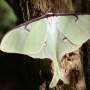 New Moth Study Validates Molecular Cookie Cutter Hypothesis in Lepidoptera Evolution