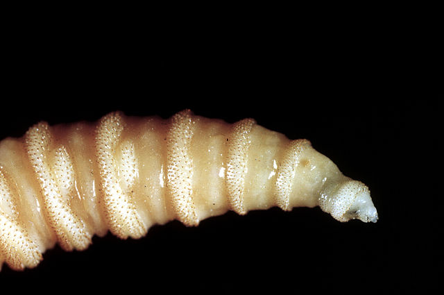 Parasitic Screwworm Outbreak Threatens Domestic Pets Across the United States