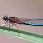 Global Study Identifies Agriculture and Dams as Primary Drivers of Freshwater Biodiversity Collapse
