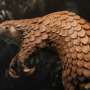 Global Wildlife Trade Exceeds 107,000 Species, Double Past Estimates