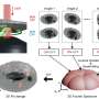 University of Tokyo Researchers Unveil Breakthrough High-Speed Microscopy Capturing 3D Cellular Video