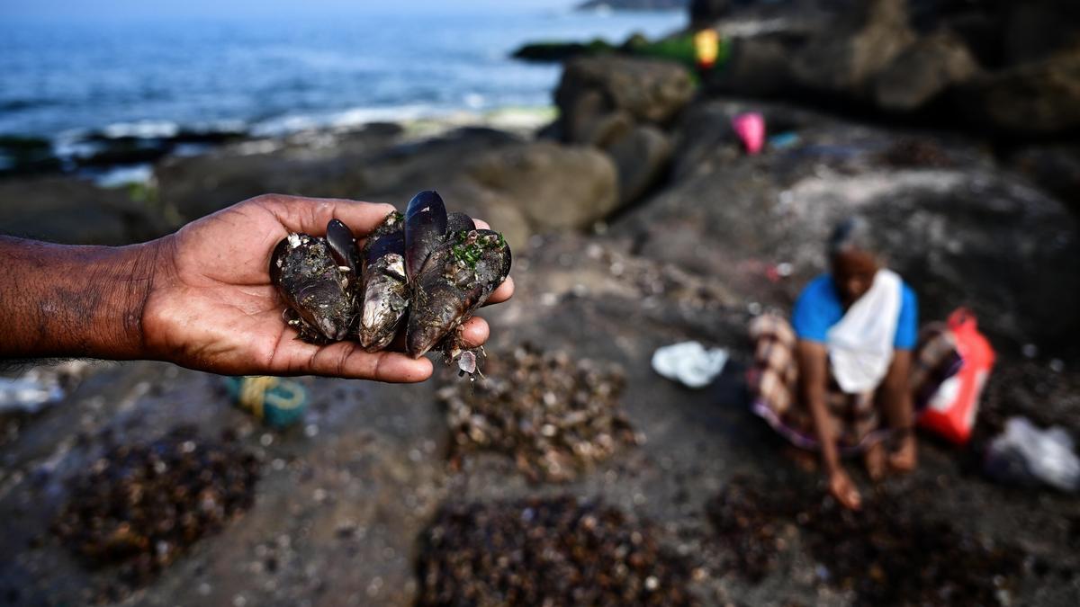 Tidal Riches: How Brown Mussels Anchor Coastal Economies in Thiruvananthapuram