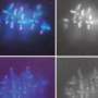 Cellular Longevity Decoded: How Oocytes Safeguard Chromosome Integrity Through Decades of Dormancy