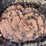 Australian Native Stingless Bees Emerging as Frontline Weapon Against Antimicrobial Resistance, Study Finds
