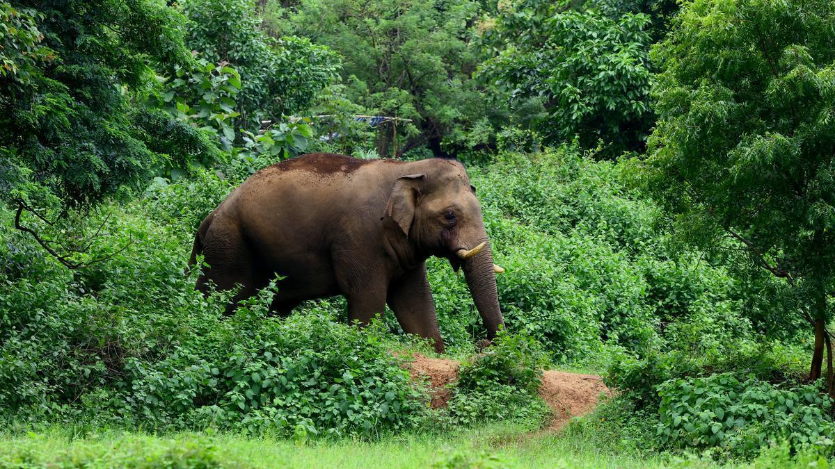 Human deaths in wild elephant attacks in Keralam decline marginally; 4 kumki squads to be set up
