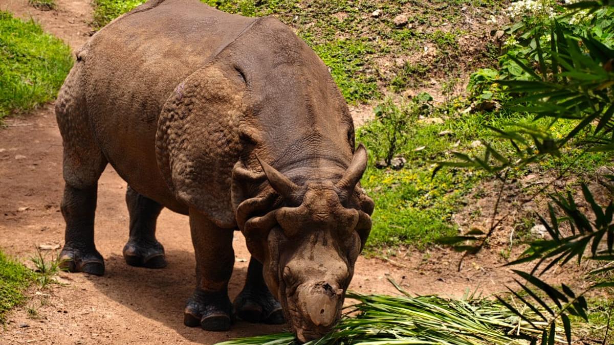 Jadu Passes Away: Thiruvananthapuram Zoo Loses Its Sole One-Horned Rhinoceros at Age 39
